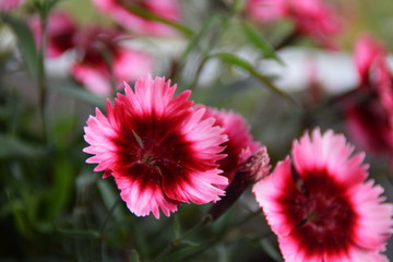 Blume