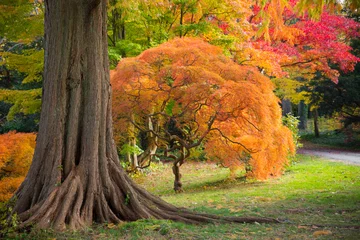 Deurstickers Kleurrijk herfstgebladerte in natuurlandschap © littleny