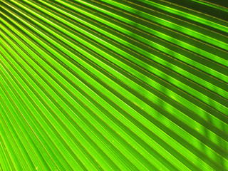 Fototapeta premium beautiful palm leaves of tree in sunlight
