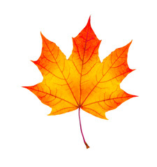colorful autumn maple leaf isolated on white