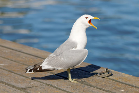 Seagull standing on bridge screaming