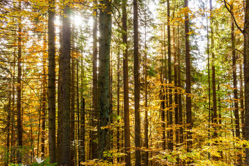 Fototapeta na wymiar Read and yellow autumn forest