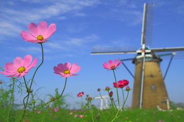 Obraz premium 風車とコスモス