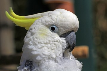 Papageienkopf