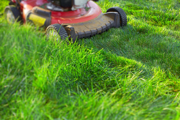 Lawn mower cutting green grass.