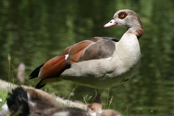 Nilgans