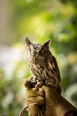 An injured screech owl sits on the hand of its handler during a live raptor show in western North Carolina. 