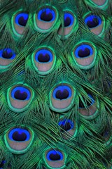 Blauer Pfau