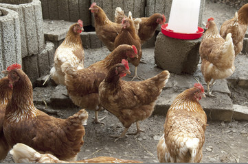 Legehuehner, Huehner; Haustier