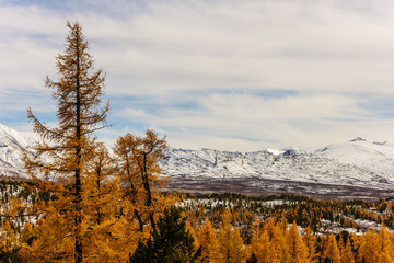 mountain landscape with autumn larches