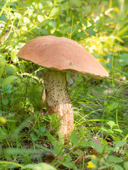 orange-cap boletus in the grass