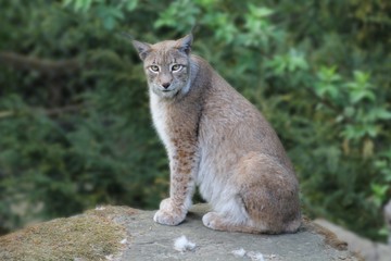 Eurasischer Luchs