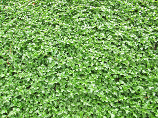 Bright green ivy leaves background
