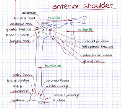 illustration of the structure of the human anterior shoulder