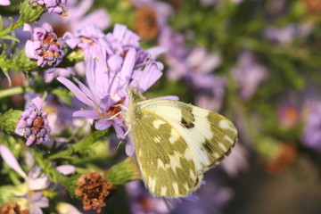 insect butterfly on the flower