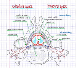 illustration of the structure of the human spine