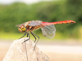 アキアカネ