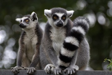Katta