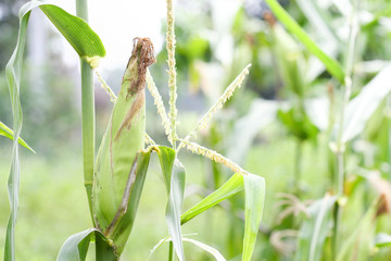 Young cob corn on the stalk