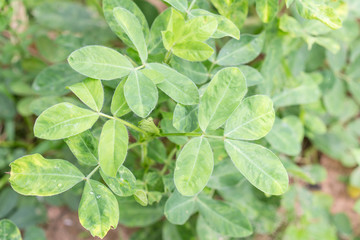 green peanut leaf