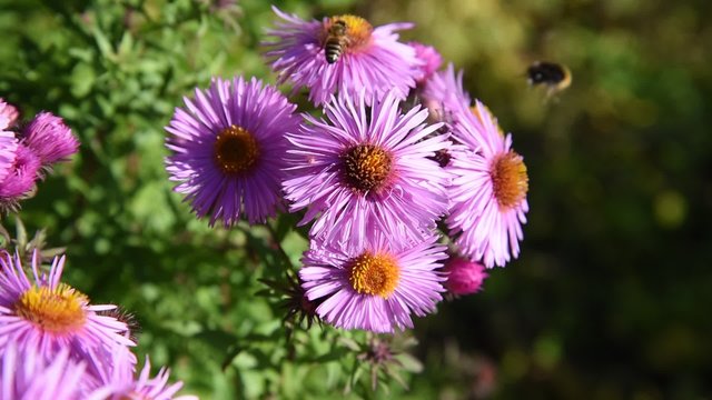 Bees on pink asters in autumn time.