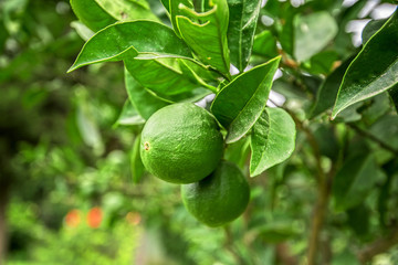 Lime tree
