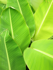 leaf of banana