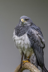 Blau-Bussard