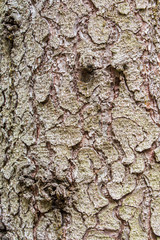 the bark of a spruce with moss