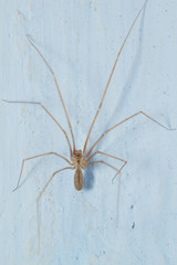 opiliones