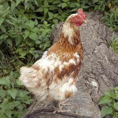 Legehuehner, Huehner; Haustier