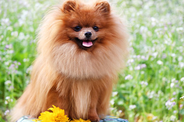 Portrait of cute pomeranian dog. Autumn dog. 