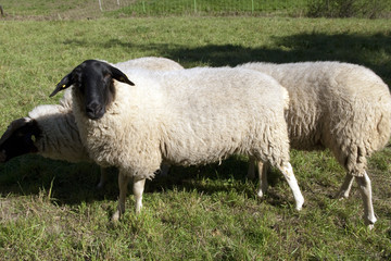 Rhoenschafe, gefaerdete, Schafrasse