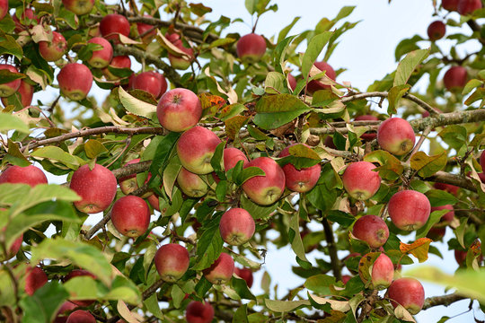 Zahlreiche Äpfel am Baum roter Boskoop