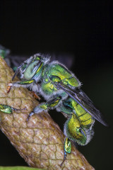 Green Bee close up - Agapostemon sp. macro photo
