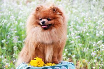 Portrait of cute pomeranian dog. Autumn dog. 