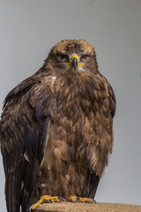 Steppenadler