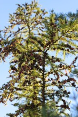 Baum in grün!