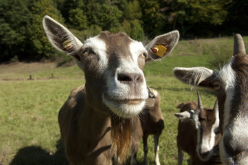 Thueringer, Waldziege, Bedrohte, gefaehrdet, Ziegenrasse,
