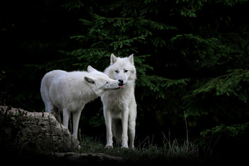 Obraz premium loup blanc arctique animal mammifère