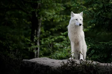 Tableaux ronds sur plexiglas Loup loup blanc arctique animal mammifère