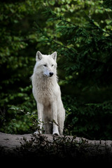 loup blanc arctique animal mammifère