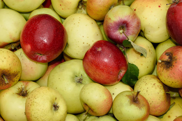 Apfelernte gesammelte Äpfel verschiedene Sorten