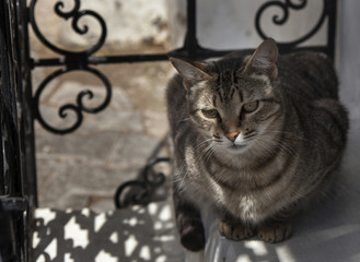 Cat lying in the shade in Morocco