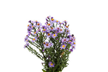 purple chrysanthemum