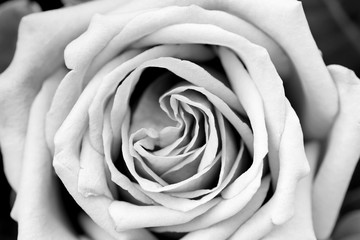Obraz premium Tekstura płatek róży czarno-biały