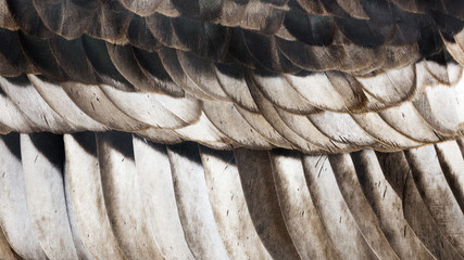 background texture of neutral toned feathers