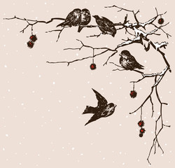 sparrows on the branches 
