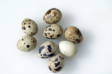 Wachteleier, Wachteln, Wachtel, Coturnix coturnix