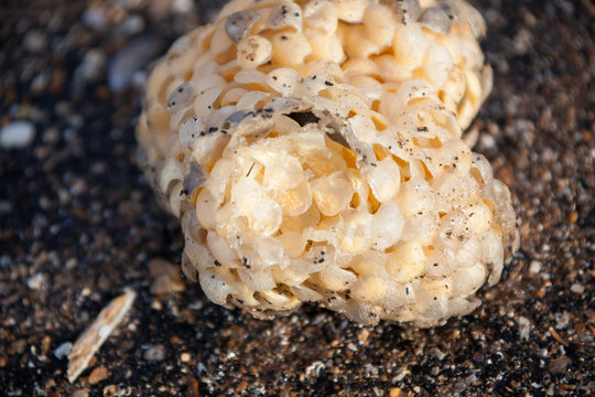 Sea Wash Ball Egg Case of Common Whelk